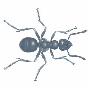 Ant Illustration Scientific