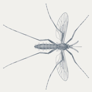 Plug Mosquito Illustration Scientific