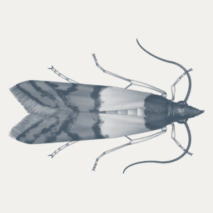 Food moth scientific illustration