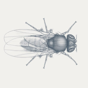 Fruit fly scientific illustation technical