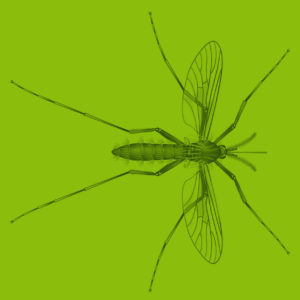 Plug Mosquito Illustration Scientific