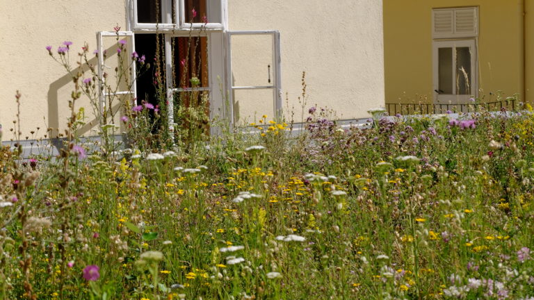 Prokopp seit 2019, Baden, Österreich